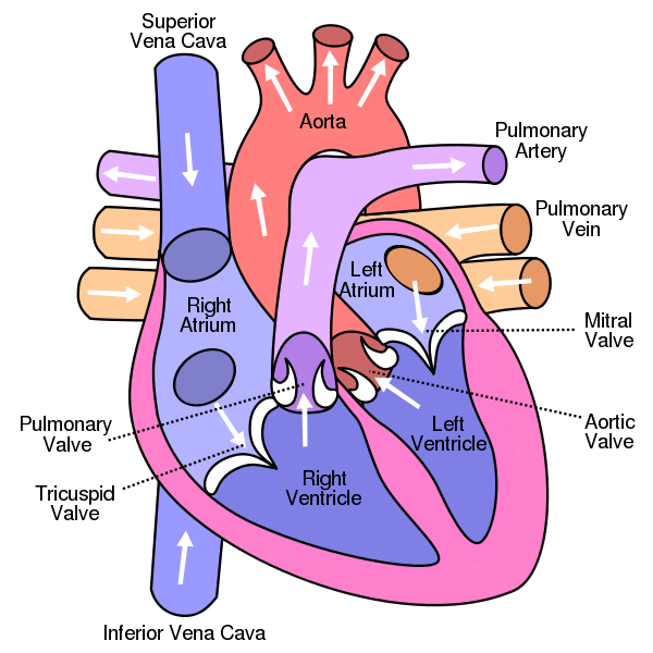 Under ConstructionAnatomy of the Human Heart